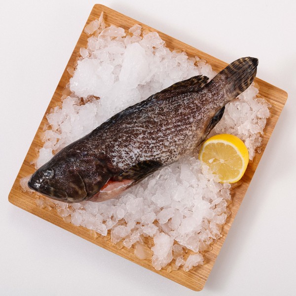龍虎斑石斑魚(500-600g/尾)