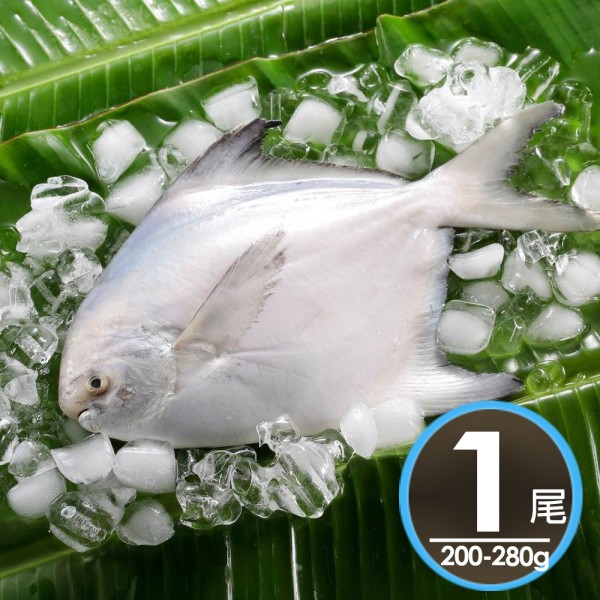 鮮嫩野生白鯧魚(200-280g/尾)