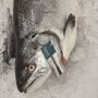 紐西蘭幼兒鮭-鮭魚(✔ 整尾3.8公斤)