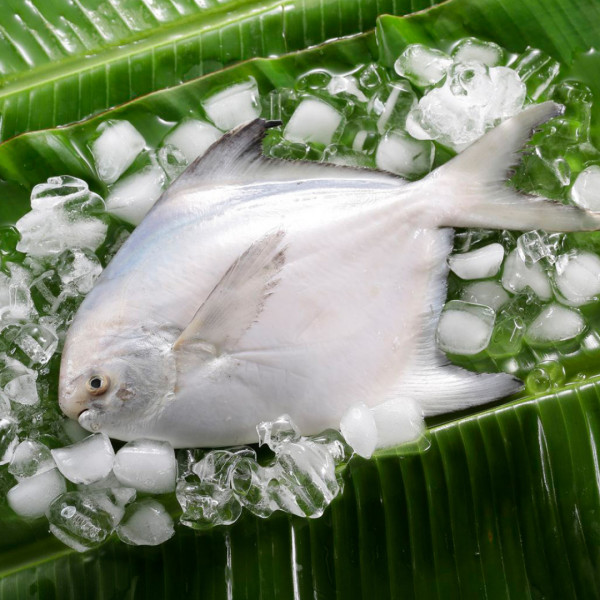 鮮嫩野生白鯧魚(300-380g/尾)